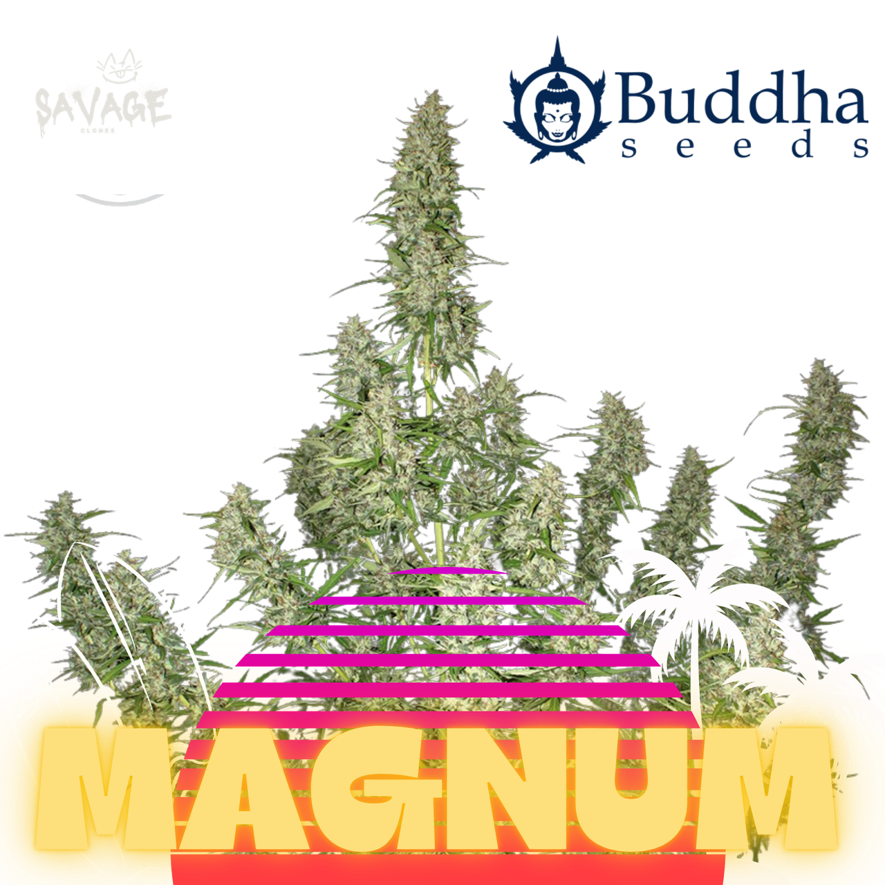 Magnum Automatic 3 Seeds Samen kaufen – Savage-Clones