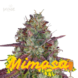 Mimosa feminized Samen kaufen – Savage-Clones