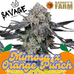 Mimosa x Orange Punch - Barney's Farm