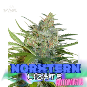 Northern Lights Automatic Samen kaufen – Savage-Clones
