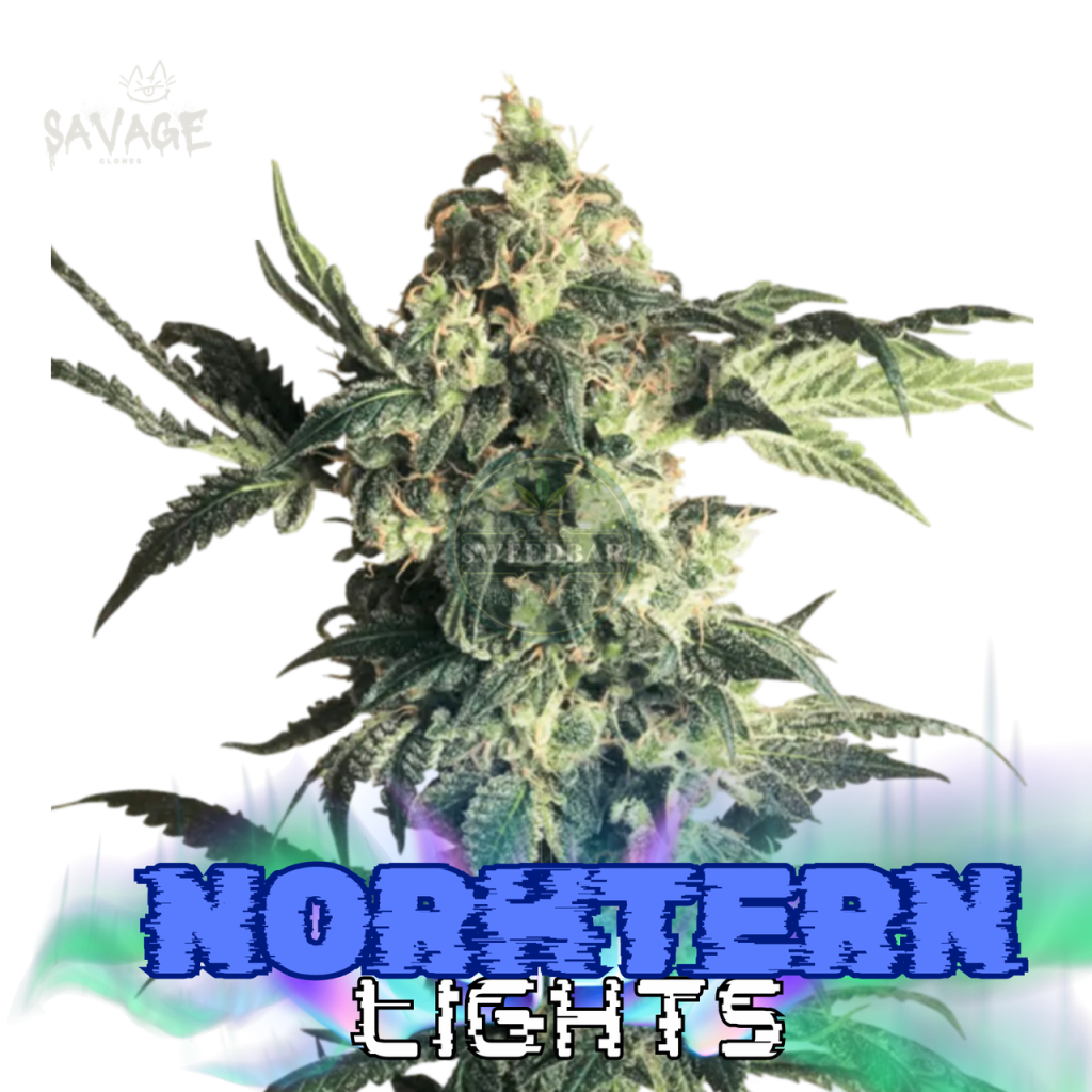 Northern Lights feminized Samen kaufen – Savage-Clones