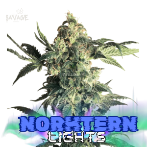 Northern Lights feminized Samen kaufen – Savage-Clones