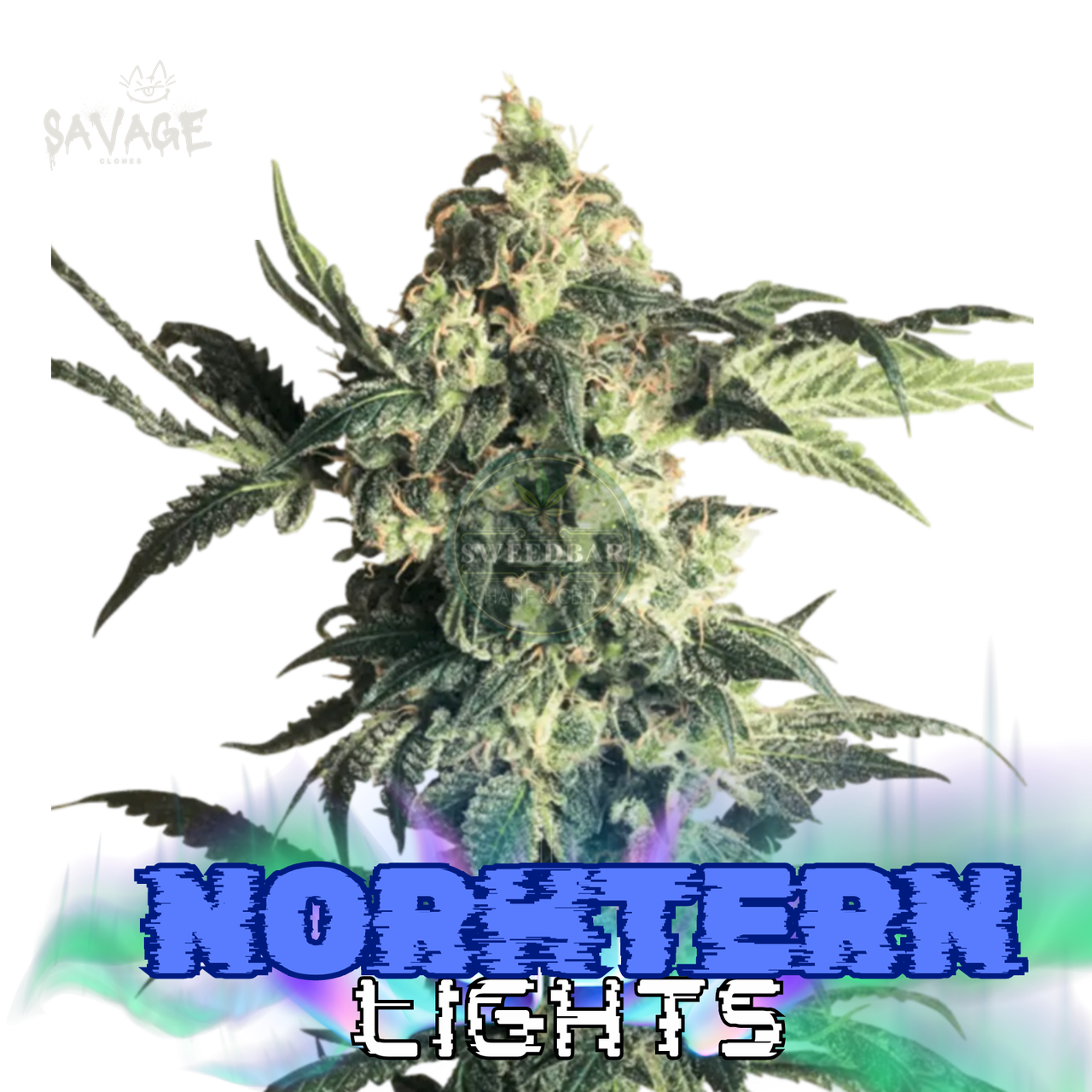 Northern Lights feminized Samen kaufen – Savage-Clones