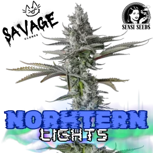 Northern Lights - Sensi Seeds