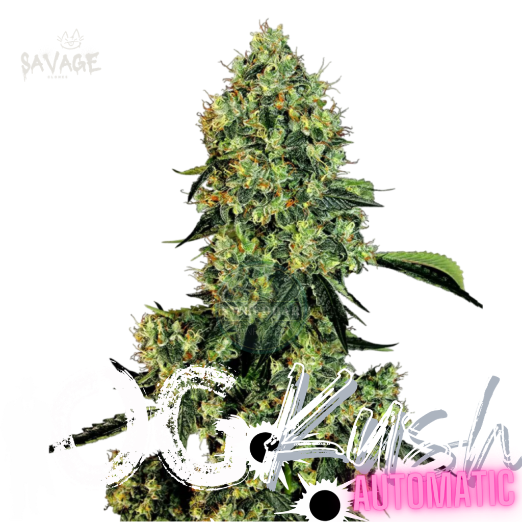 OG Kush Automatic Samen kaufen – Savage-Clones