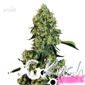 OG Kush Automatic Samen kaufen – Savage-Clones