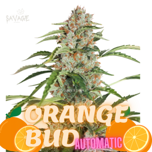 Orange Bud Automatic Samen kaufen – Savage-Clones