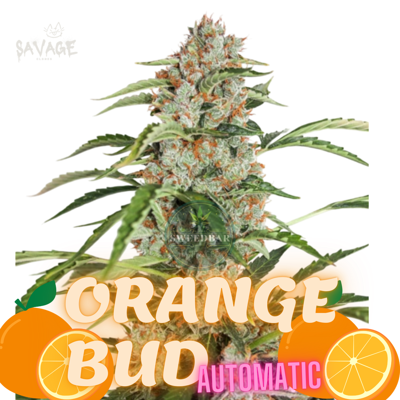 Orange Bud Automatic Samen kaufen – Savage-Clones