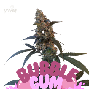 Original Bubblegum Autoflower - 420 FastBuds Samen kaufen – Savage-Clones