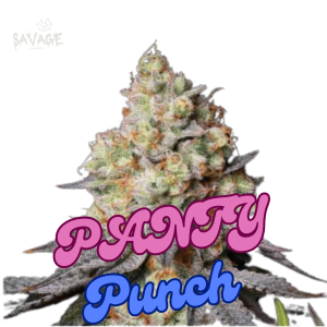Panty Punch Auto Samen kaufen – Savage-Clones