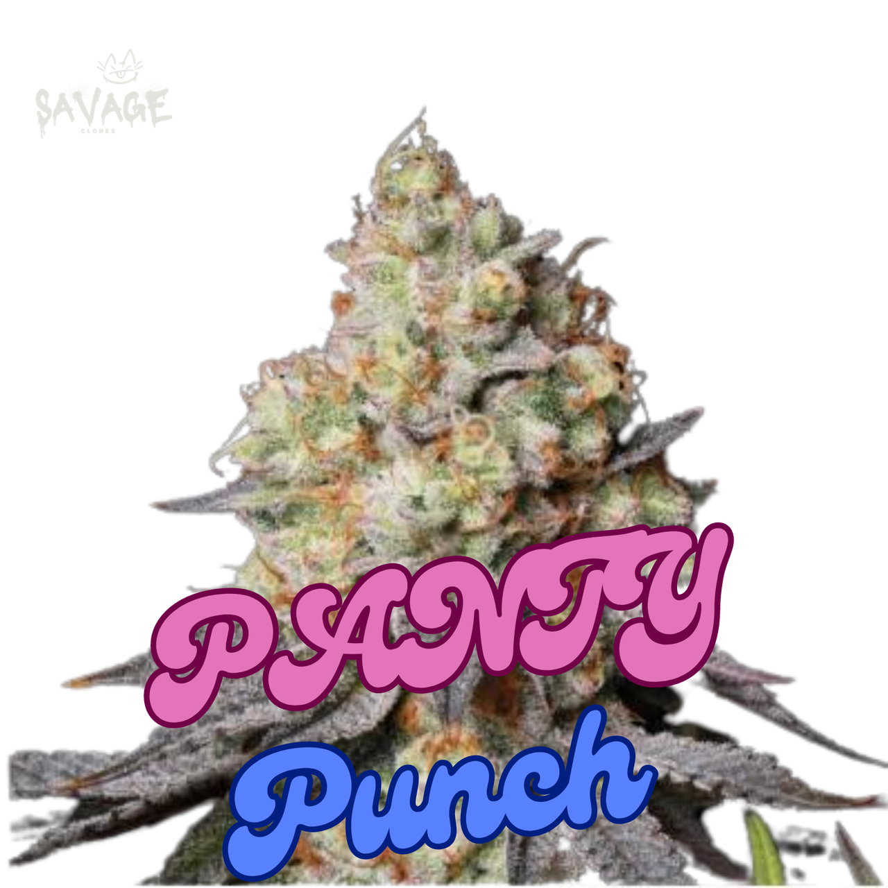 Panty Punch Auto Samen kaufen – Savage-Clones