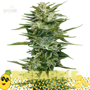Pineapple feminized Samen kaufen – Savage-Clones
