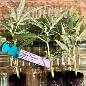 Peyote Cookies - Barney's Farm