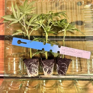 Wedding Cake - Seed Junky Genetics