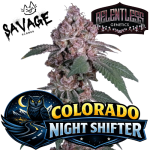 Colorado Nightshifter – Relentless Genetics kaufen – Savage-Clones