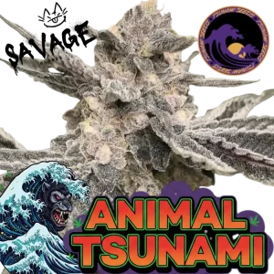Animal Tsunami Steckling – Tsunami Seeds (Jungle Boys Cut) kaufen – Savage-Clones