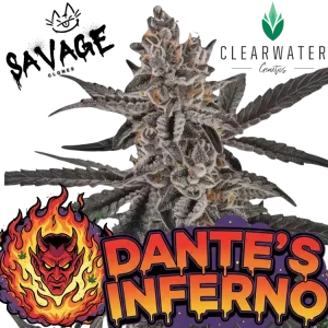 Dantes Inferno #8 Steckling – Clearwater Genetics kaufen – Savage-Clones