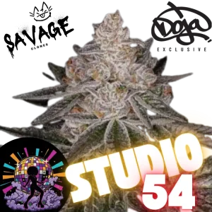 Studio 54 Steckling – Doja x Deep East Farms kaufen – Savage-Clones