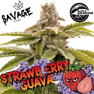 Strawberry Guave Steckling – Bloom Seeds kaufen – Savage-Clones