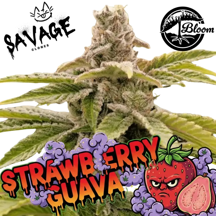 Strawberry Guave Steckling – Bloom Seeds kaufen – Savage-Clones