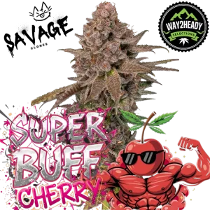 Super Buff Cherry Steckling – Way2Heady (GMLS Breeder Cut) kaufen – Savage-Clones