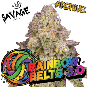 Rainbow Belts 3.0 - Archive Seed Bank