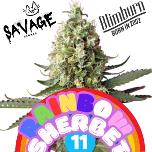 Rainbow Sherbet #11 - Blimburn Seeds