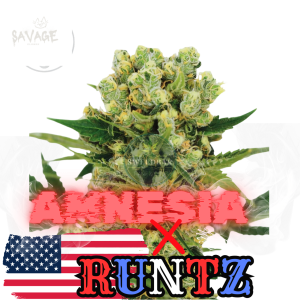 Runtz x Amnesia Samen kaufen – Savage-Clones