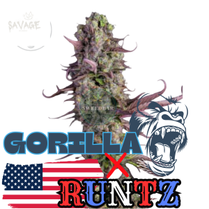 Runtz x Gorilla Samen kaufen – Savage-Clones
