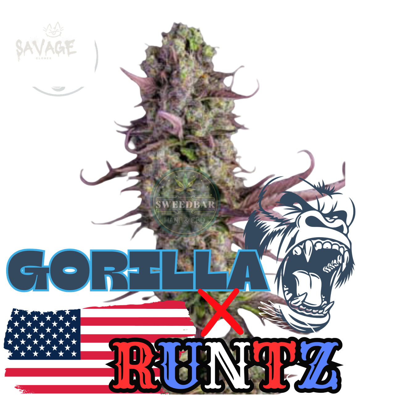 Runtz x Gorilla Samen kaufen – Savage-Clones