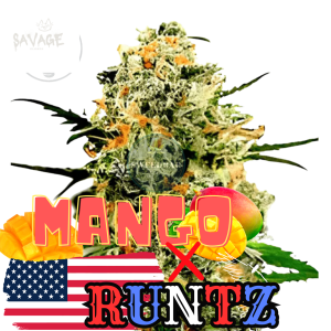 Runtz x Mango Samen kaufen – Savage-Clones