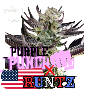 Runtz x Purple Punch Samen kaufen – Savage-Clones