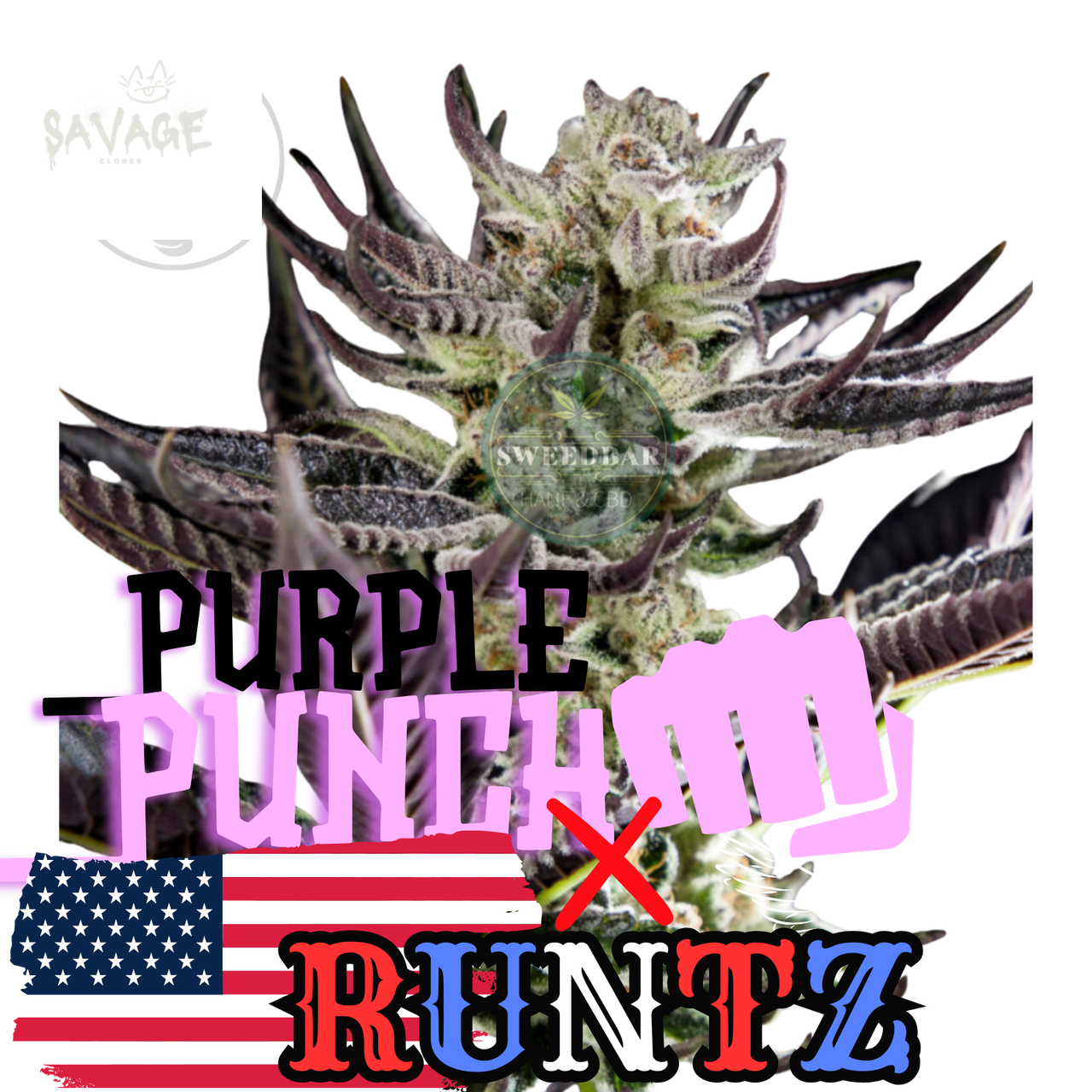 Runtz x Purple Punch Samen kaufen – Savage-Clones