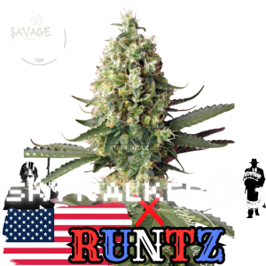 Runtz x Skywalker OG Samen kaufen – Savage-Clones