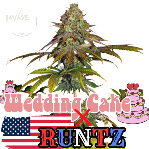 Runtz x Wedding Cake Samen kaufen – Savage-Clones