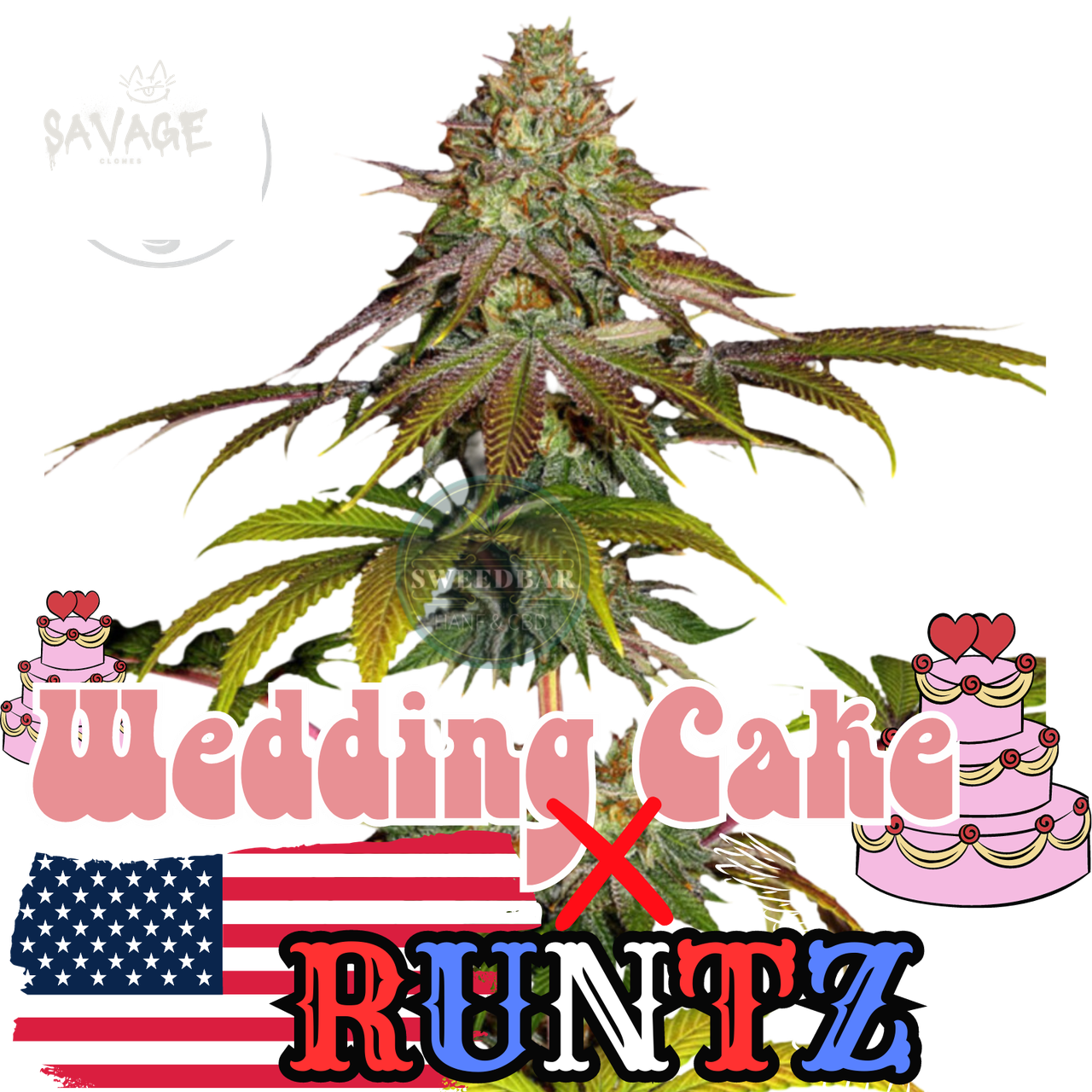 Runtz x Wedding Cake Samen kaufen – Savage-Clones