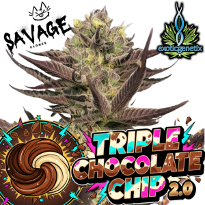 Triple Chocolate Chip 2.0 - Exotic Genetix