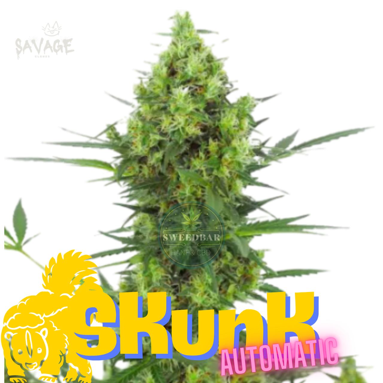 Skunk Automatic Samen kaufen – Savage-Clones