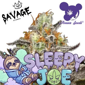 Sleepy Joe - Anesia Seeds