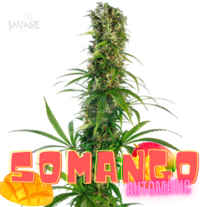 Somango Automatic Samen kaufen – Savage-Clones