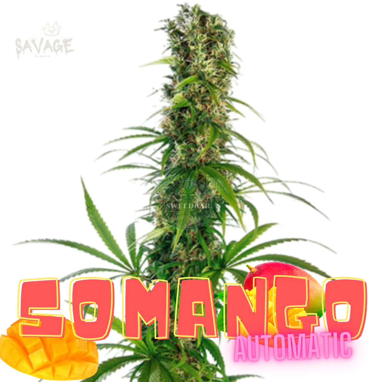 Somango Automatic Samen kaufen – Savage-Clones