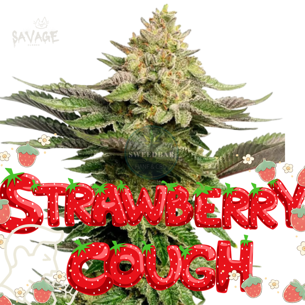 Strawberry Cough feminized Samen kaufen – Savage-Clones