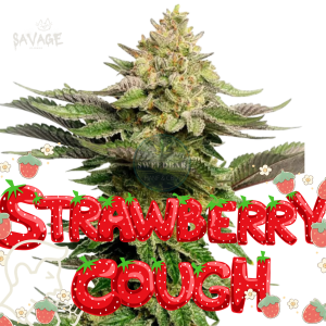 Strawberry Cough feminized Samen kaufen – Savage-Clones