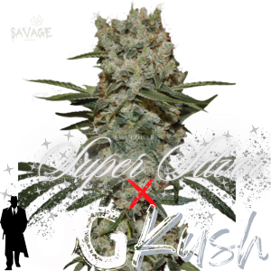Super Silver x OG Kush feminized Samen kaufen – Savage-Clones