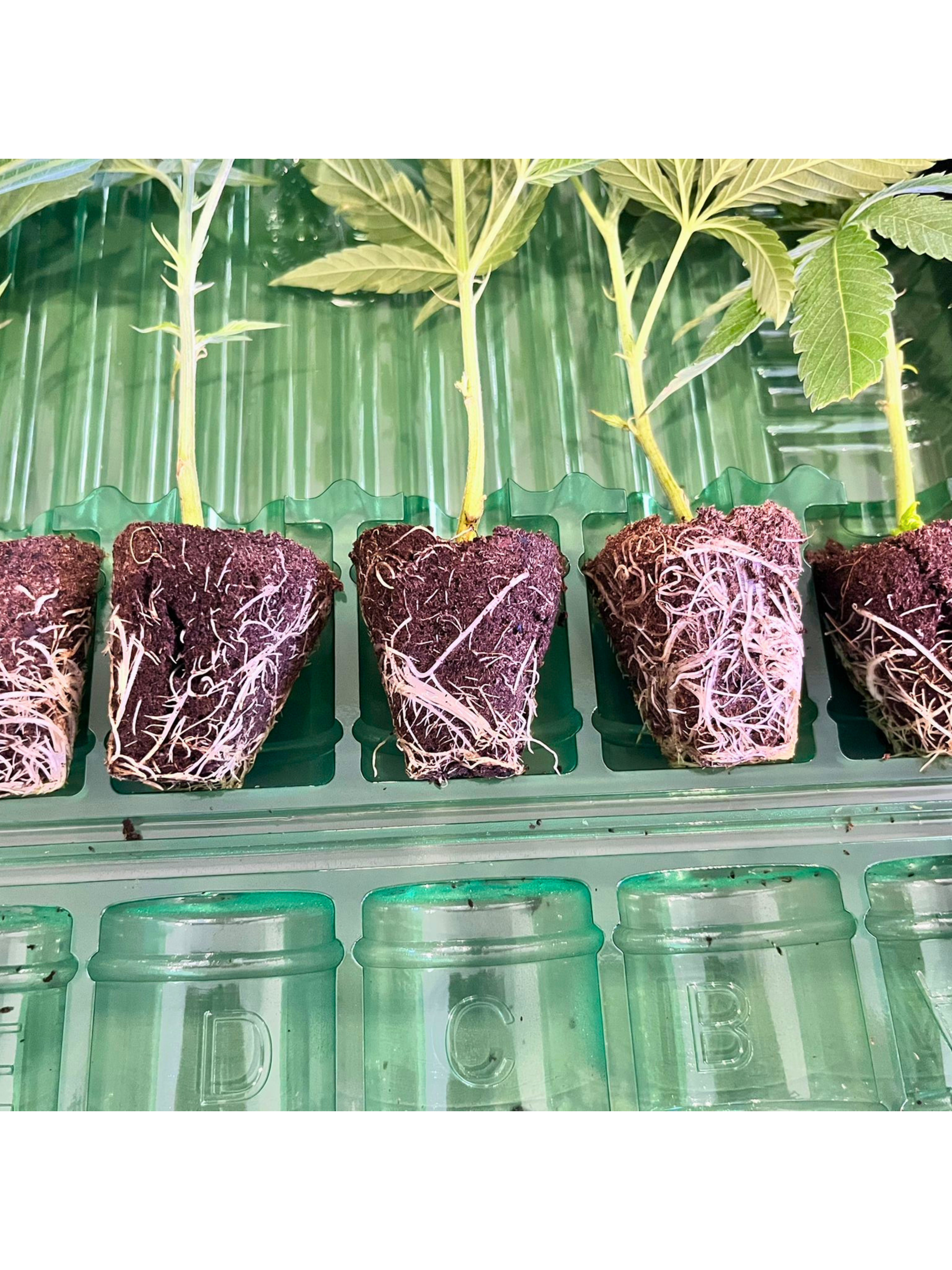 Savage-Clones Cannabis Stecklinge mit Wurzeln
