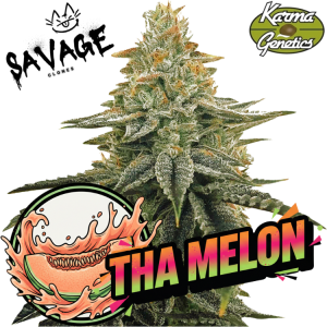 Tha Melon - Karma Genetics