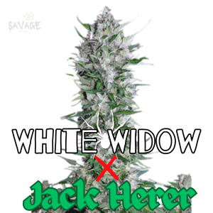 White Widow x Jack Herer Samen kaufen – Savage-Clones
