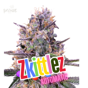 Zkittlez Automatic Samen kaufen – Savage-Clones