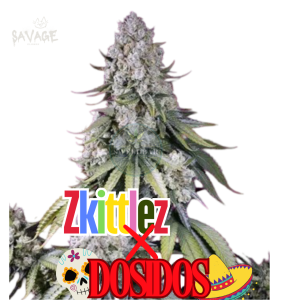 Zkittlez x Dosidos feminized Samen kaufen – Savage-Clones
