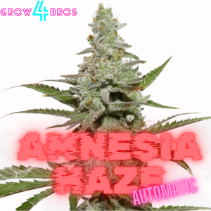 Amnesia Haze Automatic Samen kaufen – Savage-Clones